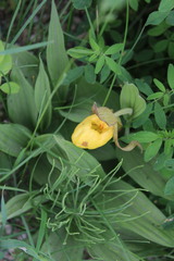 Cypripedium parviflorum pubescens