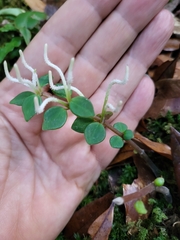 Peperomia palmana