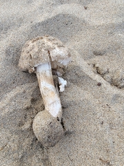 Agaricus deserticola