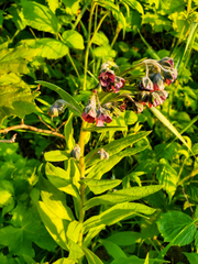 Cynoglossum officinale