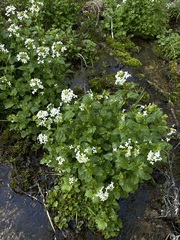 Cardamine cordifolia
