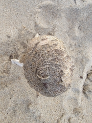 Agaricus deserticola