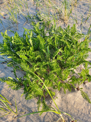 Tanacetum bipinnatum