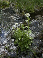 Cardamine cordifolia
