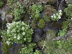 Cardamine cordifolia