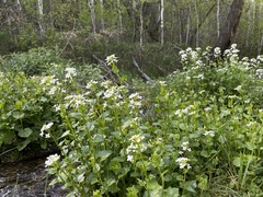 Cardamine cordifolia