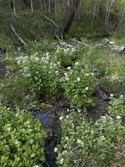 Cardamine cordifolia