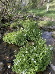 Cardamine cordifolia