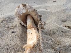 Agaricus deserticola