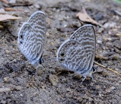 Leptotes marina