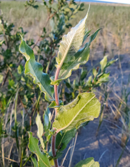 Salix cordata