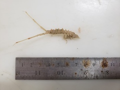 Arcturus baffini