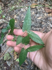 Endodeca serpentaria