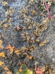 Eragrostis hypnoides