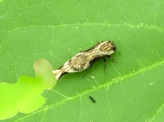 Agrilus langei