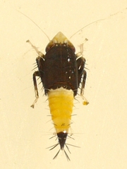 Scaphoideus incisus