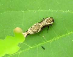 Agrilus langei