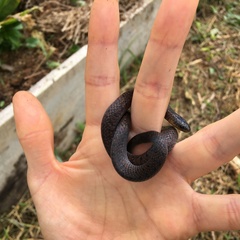 Atractus nicefori