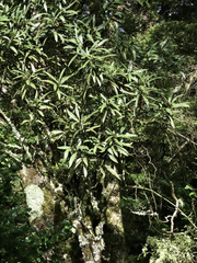 Pseudopanax linearis
