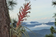 Tillandsia bourgaei