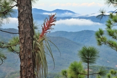 Tillandsia bourgaei