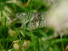 Parnassius mnemosyne
