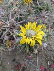 Centromadia fitchii