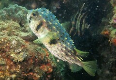 Dicotylichthys punctulatus