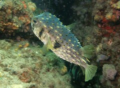 Dicotylichthys punctulatus