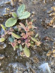 Oxybasis glauca glauca