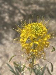 Cleomella lutea