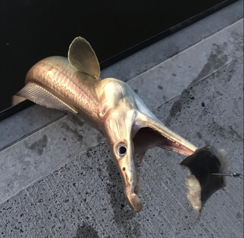 Common pike conger (Muraenesox bagio) — Muraenesocidae — 5