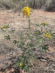 Cleomella lutea