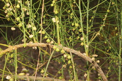 Gyrostemon ramulosus