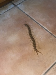 Ethmostigmus rubripes