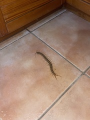 Ethmostigmus rubripes