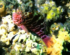 Cirrhitichthys aprinus