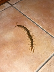 Ethmostigmus rubripes