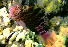 Cirrhitichthys aprinus