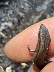 Hemiergis initialis initialis