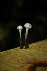 Xylaria clusiae