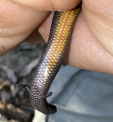 Hemiergis initialis initialis