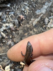 Hemiergis initialis initialis