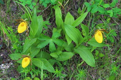 Cypripedium parviflorum pubescens