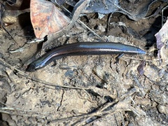Hemiergis initialis initialis