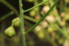 Gyrostemon ramulosus