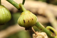 Gyrostemon ramulosus