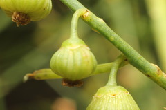 Gyrostemon ramulosus