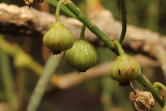Gyrostemon ramulosus