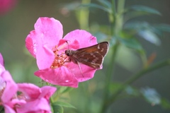 Atalopedes campestris